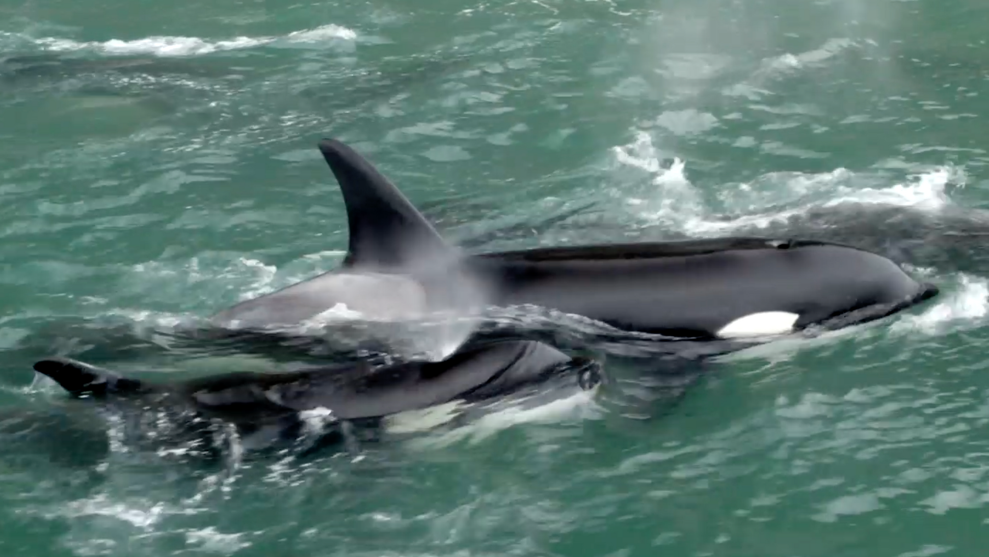 Can orcas return to the wild?